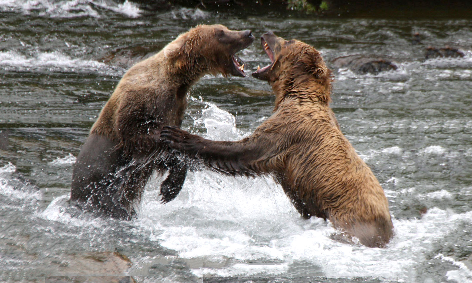 Pair of Grizzlies Fighting at Katmai