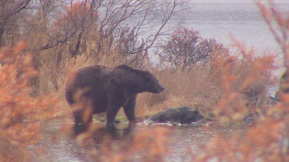 2015 Fall Brown Bear Hunt - Katmai Preserve