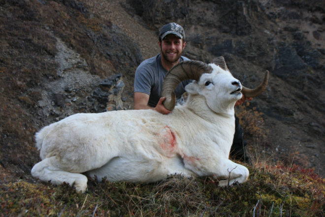 Dall Sheep Hunting Photos