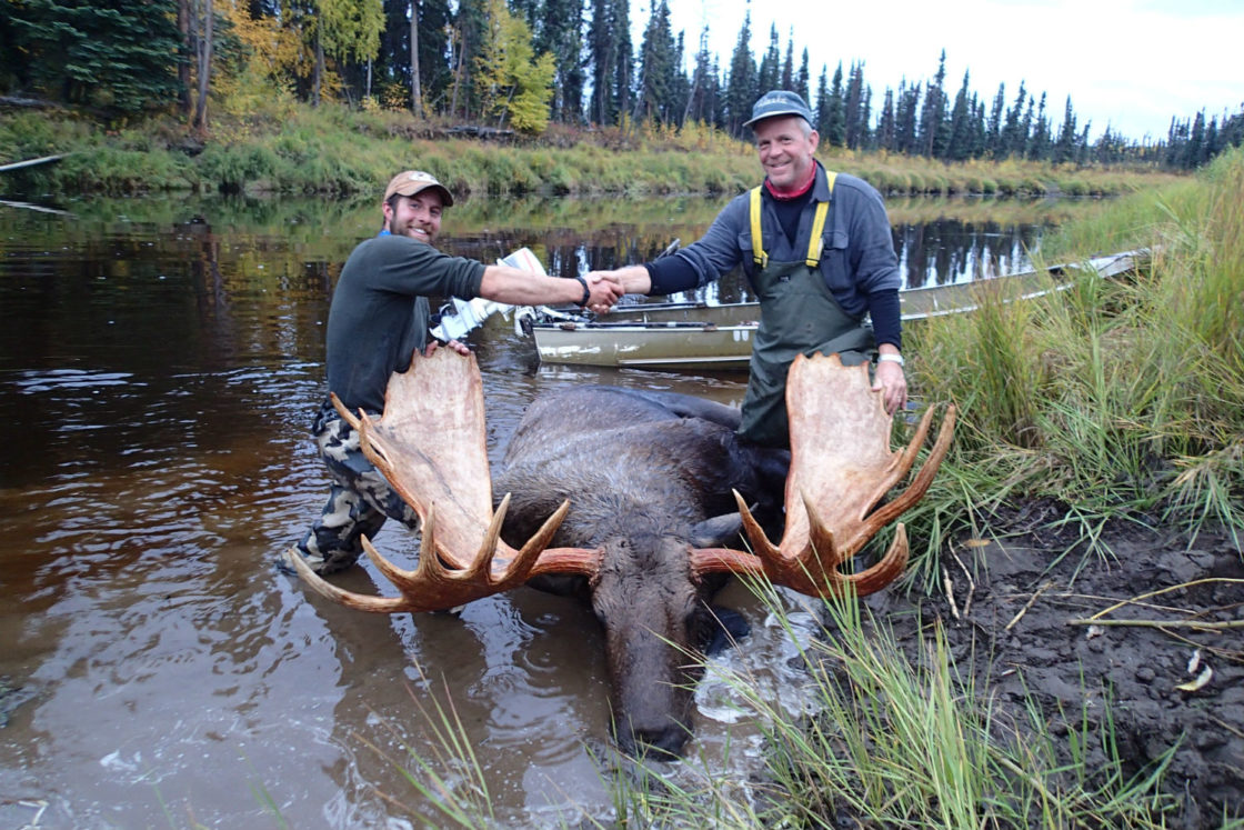 More Moose Photos