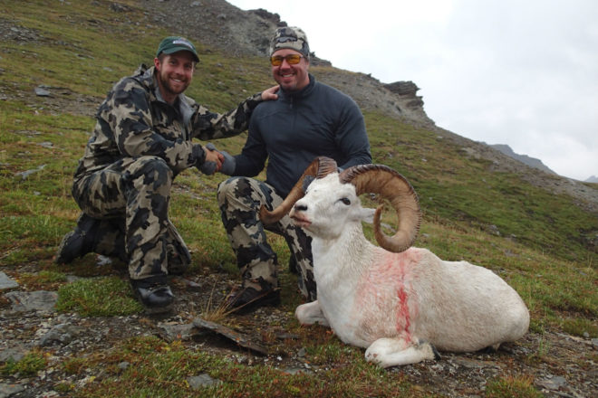 Dall Sheep Hunting Photos