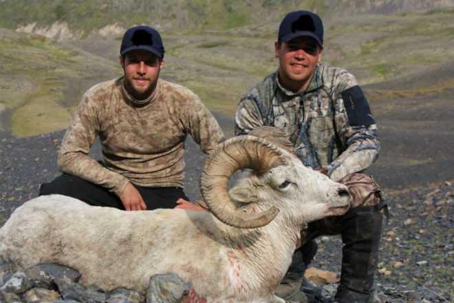 Dall Sheep Hunting Photos