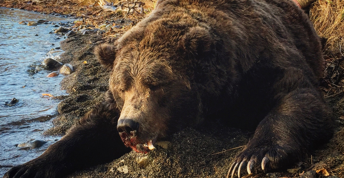 brown-bear-hunting-alaska-outfitters