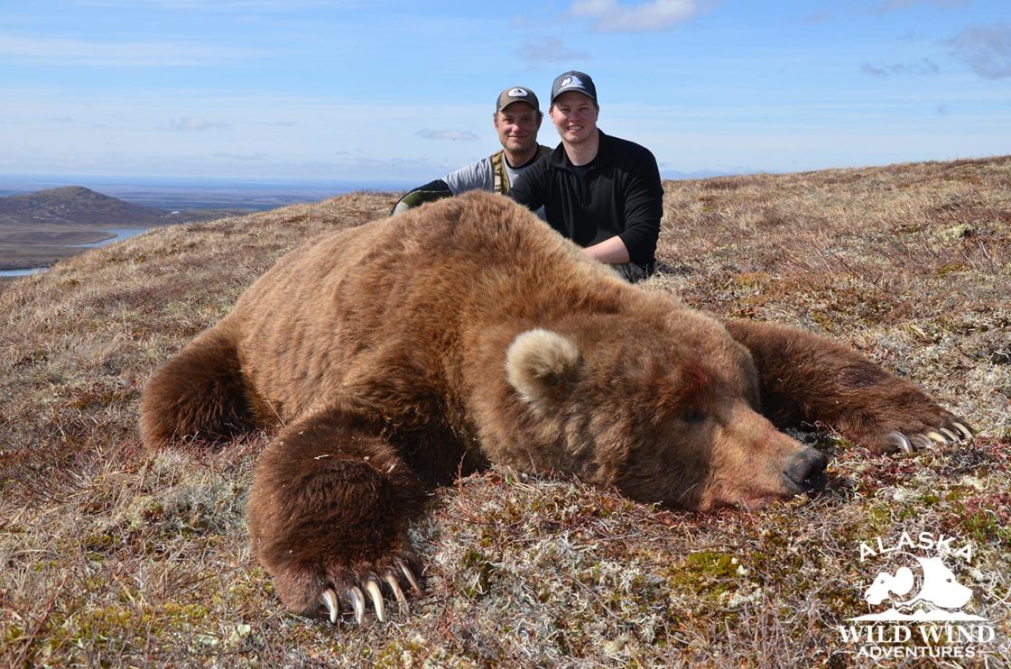 Current Year’s Hunts – Brown Bear