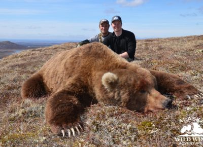 Brown Bear Alaska Wild Wind