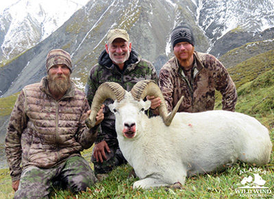 hunt dall sheep in the wrangell mountains of alaska